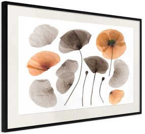 Αφίσα - Dried Poppies - 30x20 - Μαύρο - Με πασπαρτού