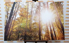 Εικόνα δάσους στα χρώματα του φθινοπώρου - 120x80