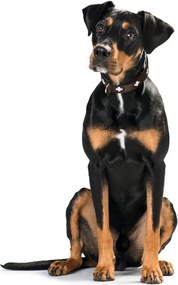 Κολλάρο Σκύλου Hunter Swiss Καφέ Μαύρο M 55 cm