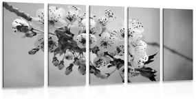 Εικόνα 5 μερών άνθους κερασιάς σε ασπρόμαυρο - 100x50