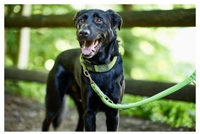 Λουρί Σκύλου Hunter HILO γκράφιτι (200 cm)