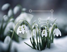 Intra Συλλεκτικό Ξύλινο Παζλ Plywood  4mm - Snowdrops in the Snow: A Delicate Winter Beauty Σε Ξύλινο Κουτί - Διαστάσεις: 10x10 cm – 25 κομμάτια
