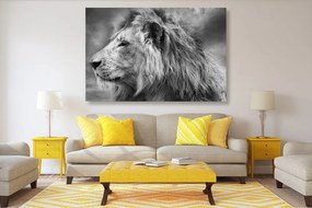 Εικόνα αφρικανικού λιονταριού σε ασπρόμαυρο