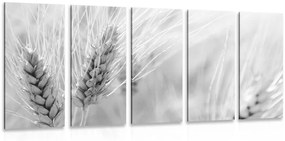 Εικόνα 5 μερών ενός χωραφιού με σιτάρι σε ασπρόμαυρο - 100x50