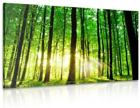 Εικόνα καταπράσινο δάσος - 60x40