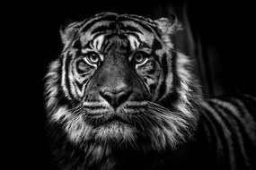 Εικόνα τίγρη σε ασπρόμαυρο - 120x80
