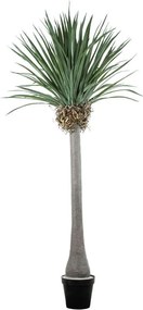 Τεχνητό Δέντρο Beaucarnea Palm 20048 250cm Beige-Green Globostar Πολυαιθυλένιο,Ύφασμα