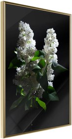 Αφίσα - White Lilac - 20x30 - Χρυσό - Χωρίς πασπαρτού