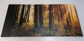 Δάσος με εικόνα 5 μερών λουσμένο στον ήλιο