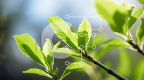 Intra Συλλεκτικό Ξύλινο Παζλ Plywood 4mm - Ζωντανά πράσινα φύλλα σε κλαδί δέντρου Σε Ξύλινο Κουτί - Διαστάσεις: 10x10 cm – 25 κομμάτια