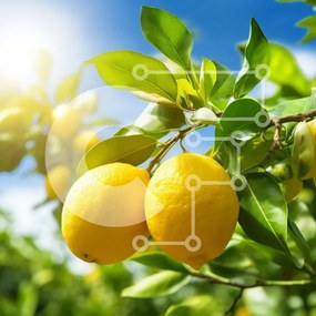 Intra Συλλεκτικό Ξύλινο Παζλ Plywood 4mm - Λεμόνια σε ένα δέντρο με μπλε ουρανό και φως του ήλιου Σε Ξύλινο Κουτί - Διαστάσεις: 10x10 cm – 25 κομμάτια