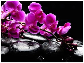 Φωτοταπετσαρία - Relaxing moment: orchid flower and stones 250x193