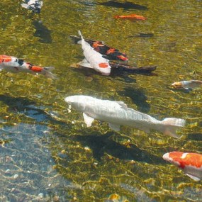 Πισίνα καθαριστήρας Ubbink AlgClear 2500