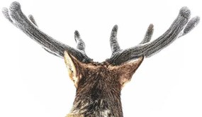 Φωτογραφία Elk, fuzzy velvet antler, Eric Bouchard