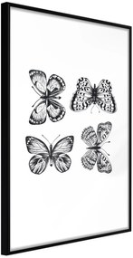 Αφίσα - Butterfly Collection III B - 20x30 - Μαύρο - Χωρίς πασπαρτού