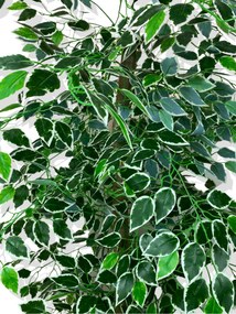 Τεχνητό δέντρο Ficus με χρυσή γωνιακή γλάστρα Πολύχρωμο 30x25x151 cm