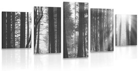 Δάσος με εικόνα 5 μερών λουσμένο στον ήλιο σε ασπρόμαυρο