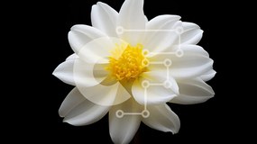 Intra Συλλεκτικό Ξύλινο Παζλ Plywood 4mm - Μονό λευκό λουλούδι σε μαύρο φόντο Σε Ξύλινο Κουτί - Διαστάσεις: 10x10 cm – 25 κομμάτια