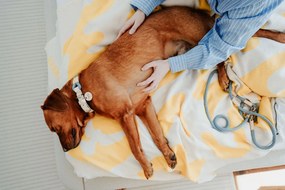 Κολλάρο Σκύλου Hunter Malia Μπλε M/L 45-54 cm