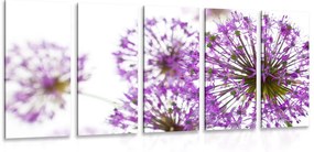 Εικόνα 5 μερών ενός ανθισμένου μωβ λουλουδιού σκόρδου