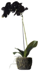 Τεχνητό Φυτό Ορχιδέα Με Βάση Moss 8070-6 26x26x60cm Black Supergreens Πολυαιθυλένιο