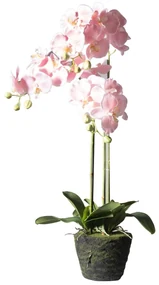Supergreens Τεχνητό Φυτό Ορχιδέα Phalaenopsis Real Touch Ροζ με Βάση Moss 85 εκ.
