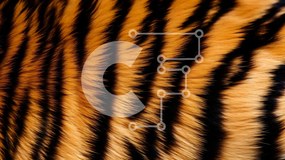 Σετ των 2 Intra Συλλεκτικό Ξύλινο Παζλ Plywood 4mm - Κοντινό πλάνο της γούνας τίγρης Σε Ξύλινο Κουτί - Διαστάσεις: 10x10 cm – 25 κομμάτια