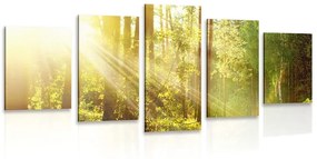 Εικόνα 5 μερών ακτίνες του ήλιου στο δάσος - 200x100