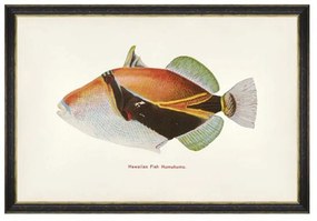 Κάδρο Fishes Of Hawaii - Humuhumu Fish FA13205 60X40 MindTheGap Οριζόντιοι Ξύλο