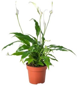 SPATHIPHYLLUM φυτό σε γλάστρα, κρίνος 601.449.01