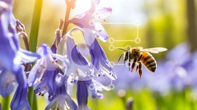 Intra Συλλεκτικό Ξύλινο Παζλ Plywood  4mm - Μέλισσα αιωρείται κοντά σε μωβ λουλούδια Σε Ξύλινο Κουτί - Διαστάσεις: 10x10 cm – 25 κομμάτια