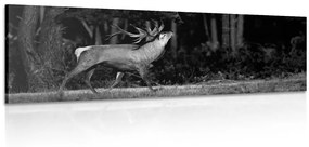 Εικόνα ενός μεγαλοπρεπούς ελαφιού σε ασπρόμαυρο - 150x50
