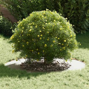 vidaXL Flat Tree Ring Λευκή Ø50/80 εκ. Χάλυβας