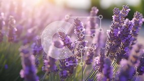 Intra Συλλεκτικό Ξύλινο Παζλ Plywood  4mm - Πεδίο με λουλούδια λεβάντας με το φως του ήλιου Σε Ξύλινο Κουτί - Διαστάσεις: 10x10 cm – 25 κομμάτια