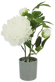 MarHome ΦΥΤΟ ΠΕΟΝΙΑ ΕΚΡΟΥ ΣΕ ΚΑΣΠΩ - Y40cm 12/24ΚΙΒ  04-18839