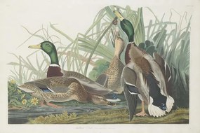 Αναπαραγωγή Mallard Duck, 1834, John James (after) Audubon