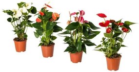 ANTHURIUM φυτό σε γλάστρα, Ανθούριο 204.449.06