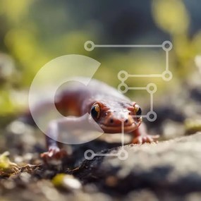 Intra Συλλεκτικό Ξύλινο Παζλ Plywood 4mm - Κόκκινη σαλαμάνδρα στο βράχο στο δάσος Σε Ξύλινο Κουτί - Διαστάσεις: 10x10 cm – 25 κομμάτια