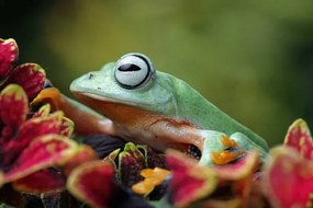 Φωτογραφία Flying frog sitting on leaves, agus fitriyanto