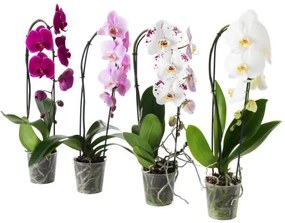 PHALAENOPSIS Φυτό, Ορχιδέα 803.291.64