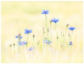 Φωτοταπετσαρία - Cornflowers 400x309