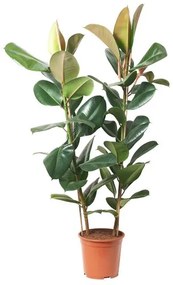 FICUS ELASTICA φυτό σε γλάστρα/2 βλαστοί, 27 cm 804.952.00