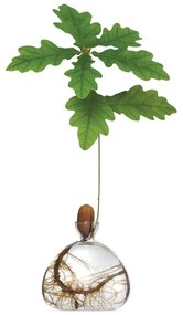 Βάζο Για Ανάπτυξη Καρπού Βελανιδιού 001 10x10cm Clear Ilex Studio Glass