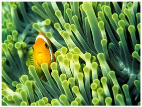 Φωτοταπετσαρία - Anemonefish 400x309