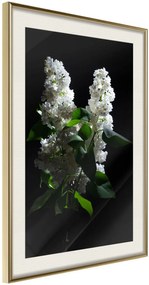 Αφίσα - White Lilac - 20x30 - Χρυσό - Με πασπαρτού