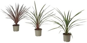 CORDYLINE INDIVISA φυτό σε γλάστρα/δράκαινα, 17 cm 805.746.31