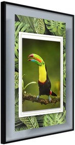 Αφίσα - Toucan in the Frame - 40x60 - Μαύρο - Χωρίς πασπαρτού