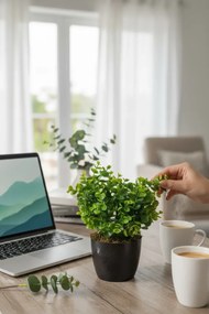 Stewehome Τεχνητός ευκάλυπτος σε λευκή γλάστρα