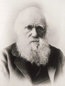 Φωτογραφία Charles Darwin, English School,, (30 x 40 cm)
