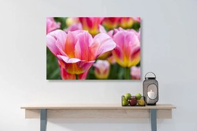 Εικόνα λιβάδι με ροζ τουλίπες - 120x80